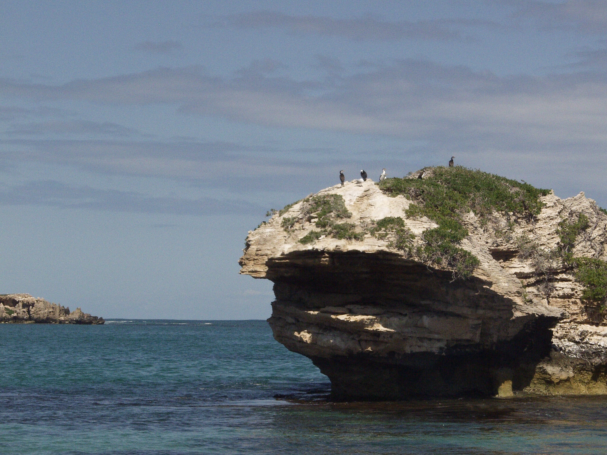 penguin island