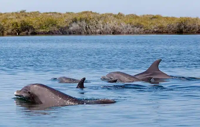port river dolphin sanctuary
