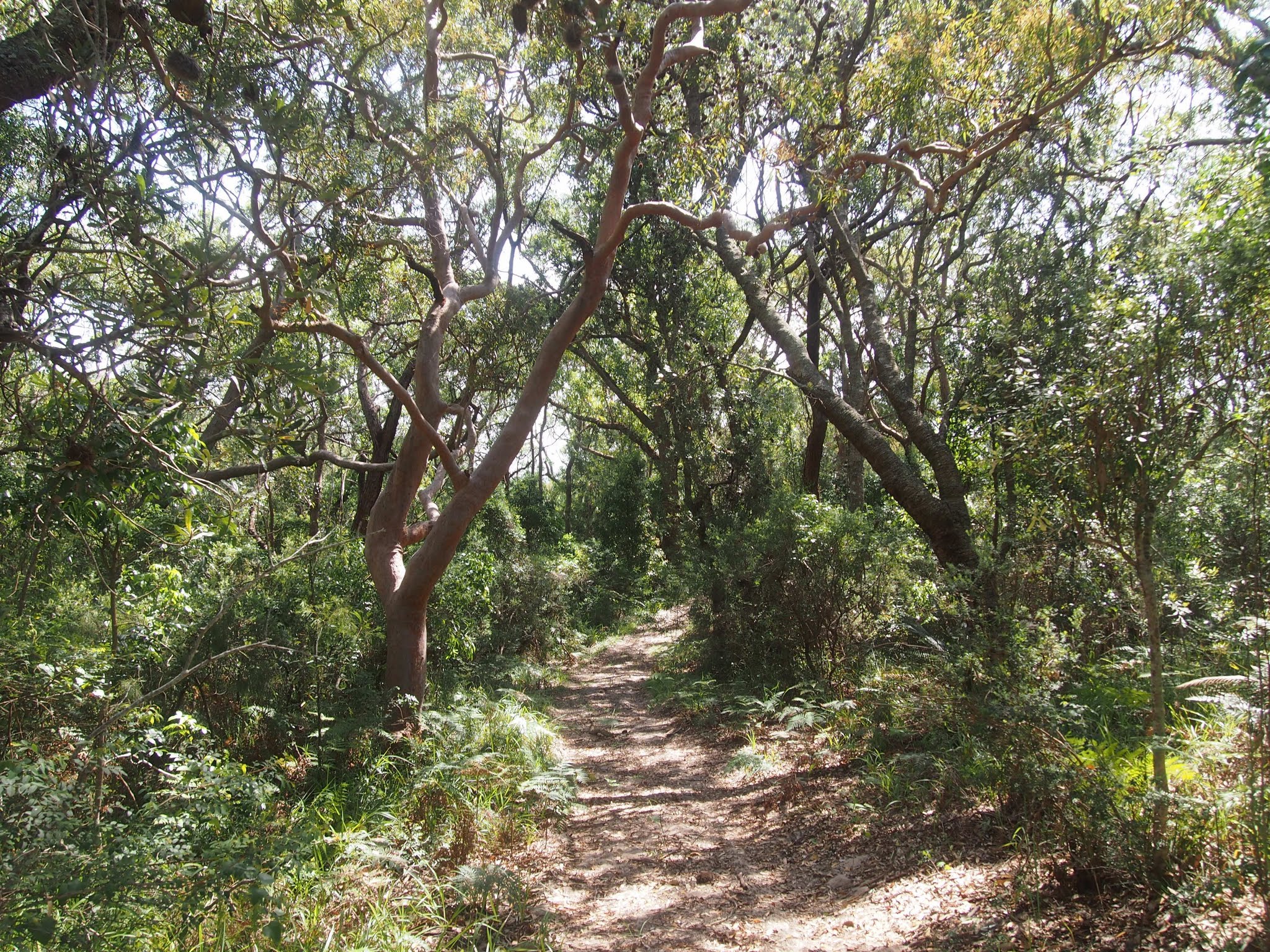 wyrrabalong national park